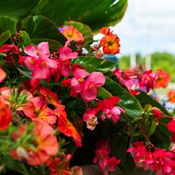 Commemorative Flower Beds